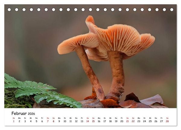 Produktbild: Pilzgalerie - Heimische Pilze von ihrer sch&ouml;nsten Seite (Tischkalender 2026 DIN A5 quer), CALVENDO Monatskalender
