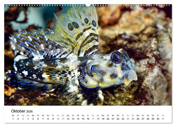 Produktbild: Fischzauber - Wundervolle Aquarienfische (hochwertiger Premium Wandkalender 2026 DIN A2 quer), Kunstdruck in Hochglanz