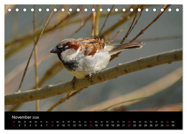 Produktbild: Freche Spatzen (Tischkalender 2026 DIN A5 quer), CALVENDO Monatskalender