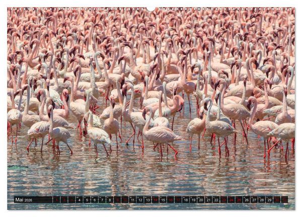 Produktbild: Auf Safari in Kenia 2026 (hochwertiger Premium Wandkalender 2026 DIN A2 quer), Kunstdruck in Hochglanz