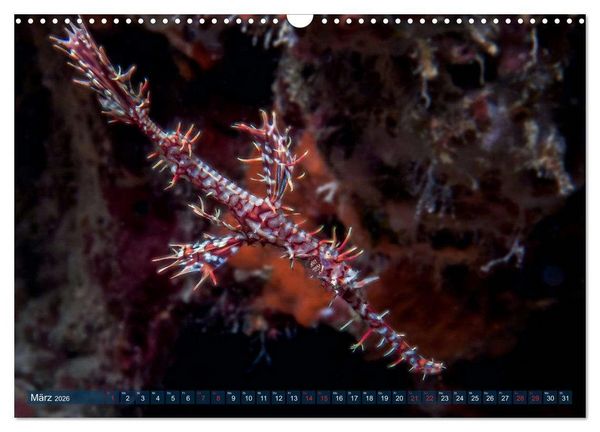 Produktbild: Wunderwelt Unterwasser (Wandkalender 2026 DIN A3 quer), CALVENDO Monatskalender