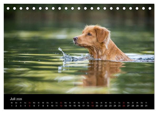 Produktbild: Toller - Nova Scotia Duck Tolling Retriever (Tischkalender 2026 DIN A5 quer), CALVENDO Monatskalender