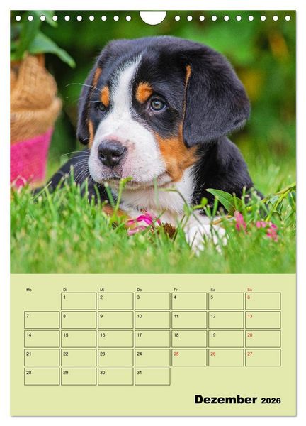 Produktbild: Familienplaner Gro&szlig;er Schweizer Sennenhund (Wandkalender 2026 DIN A4 hoch), CALVENDO Monatskalender