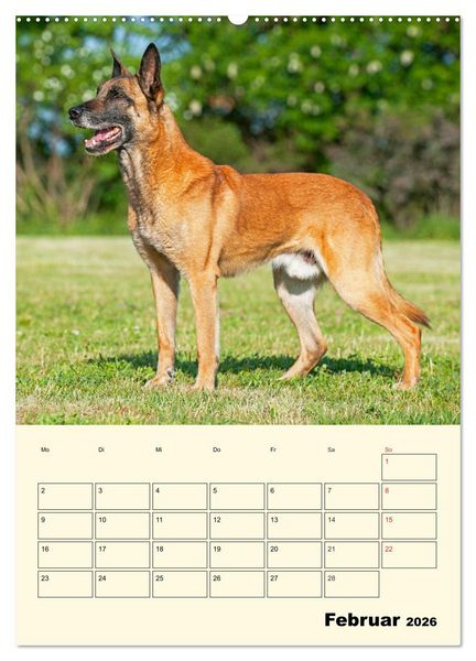 Produktbild: Familienplaner Tausendsassa Malinois (Wandkalender 2026 DIN A2 hoch), CALVENDO Monatskalender
