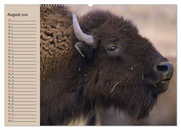 Produktbild: B&uuml;ffel. Wisent und Bison (Wandkalender 2026 DIN A2 quer), CALVENDO Monatskalender
