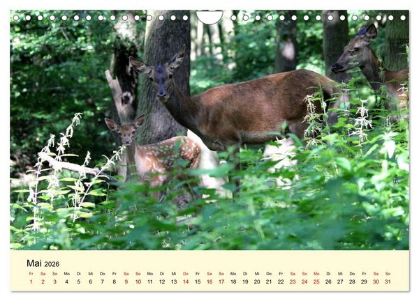 Produktbild: Der Rothirsch - Der K&ouml;nig in unseren W&auml;ldern (Wandkalender 2026 DIN A4 quer), CALVENDO Monatskalender