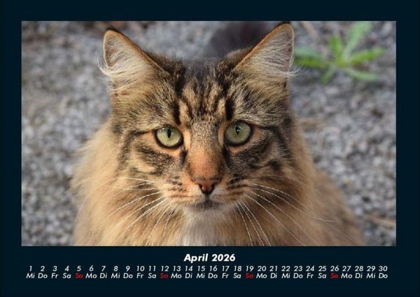 Produktbild: Welt der Tiere 2026 Fotokalender DIN A4