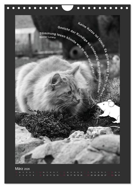 Produktbild: Katz & Maus (Wandkalender 2026 DIN A4 hoch), CALVENDO Monatskalender