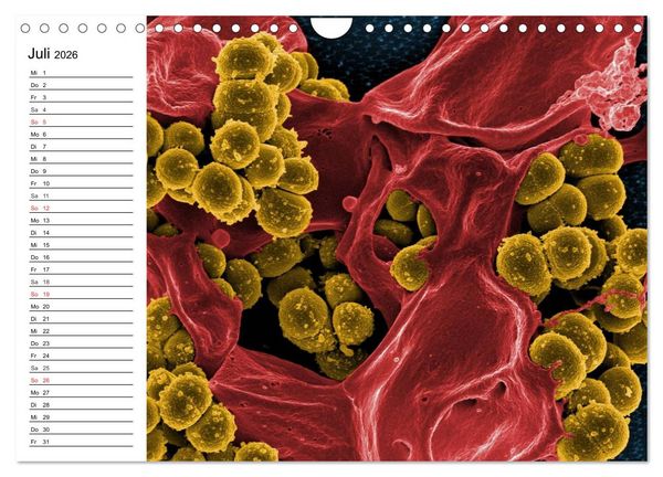 Produktbild: Mikrobiologie. Mikroorganismen, Genetik und Zellen (Wandkalender 2026 DIN A4 quer), CALVENDO Monatskalender