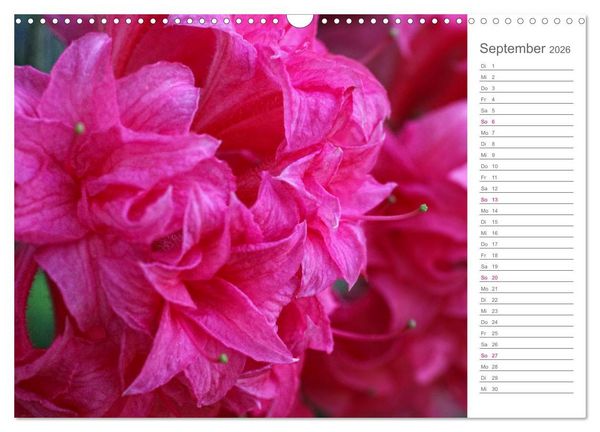 Produktbild: Rhododendron Sch&ouml;nheiten im Garten (Wandkalender 2026 DIN A3 quer), CALVENDO Monatskalender
