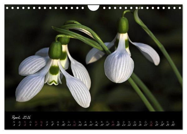 Produktbild: Soul-Jazz - Visuelle Musik der Blumen (Wandkalender 2026 DIN A4 quer), CALVENDO Monatskalender