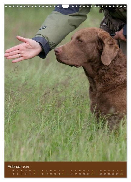 Produktbild: Chesapeake Bay Retriever 2026 (Wandkalender 2026 DIN A3 hoch), CALVENDO Monatskalender