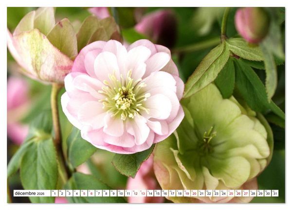 Produktbild: Au royaume des fleurs (Calendrier mural 2026 DIN A3 vertical), CALVENDO calendrier mensuel
