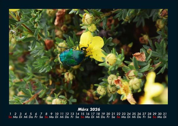 Produktbild: K&auml;fer 2026 Fotokalender DIN A4