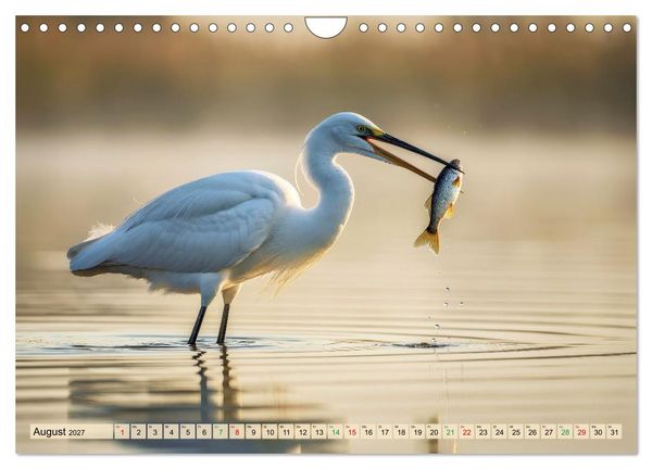 Produktbild: Silberreiher - pure Eleganz (Wandkalender 2027 DIN A4 quer), CALVENDO Monatskalender