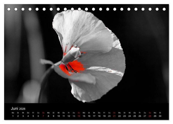 Produktbild: schwarz/wei&szlig; trifft farbe (Tischkalender 2026 DIN A5 quer), CALVENDO Monatskalender