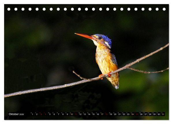 Produktbild: Borneo - Tierparadies Regenwald (Tischkalender 2026 DIN A5 quer), CALVENDO Monatskalender