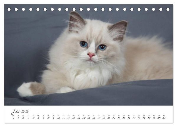 Produktbild: Ragdoll Kitten (Tischkalender 2026 DIN A5 quer), CALVENDO Monatskalender