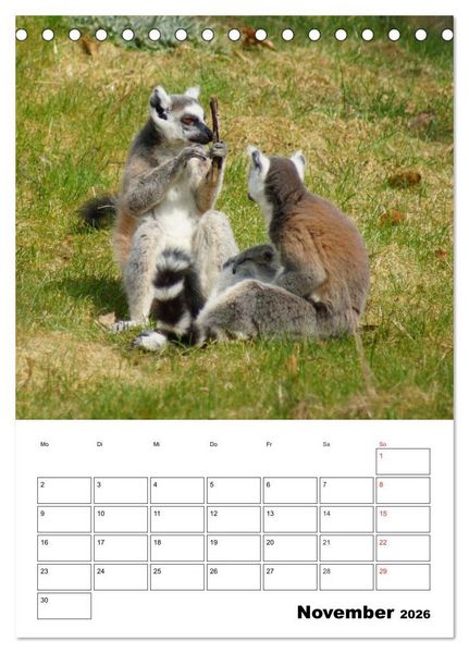 Produktbild: Katta Terminplaner (Tischkalender 2026 DIN A5 hoch), CALVENDO Monatskalender