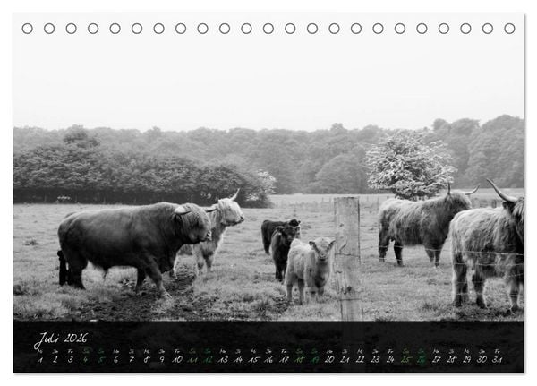 Produktbild: Highland Cattle vom Nordlicht - Faszination Hochland Rind (Tischkalender 2026 DIN A5 quer), CALVENDO Monatskalender