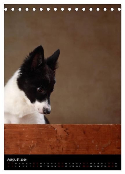 Produktbild: Stille Momente - Die sensible Seite der Hunde (Tischkalender 2026 DIN A5 hoch), CALVENDO Monatskalender