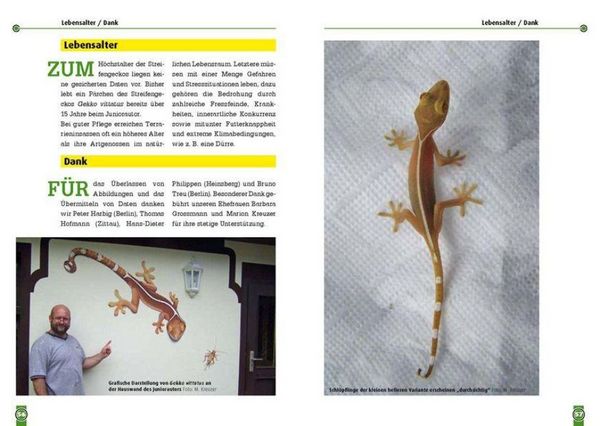 Produktbild: Der Streifengecko