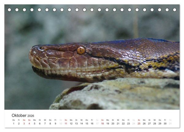 Produktbild: Das Leben der Reptilien (Tischkalender 2026 DIN A5 quer), CALVENDO Monatskalender
