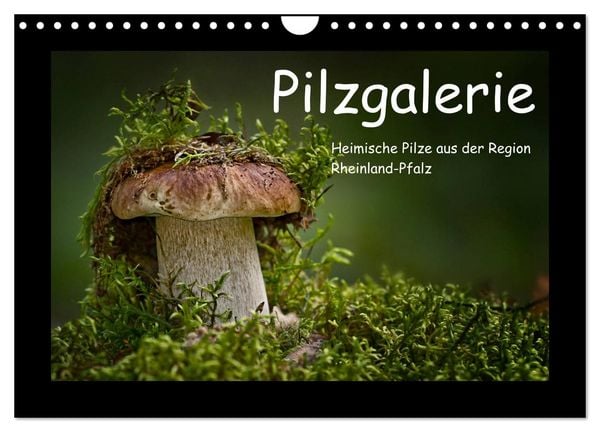 Produktbild: Pilzgalerie - Heimische Pilze aus der Region Rheinland-Pfalz (Wandkalender 2026 DIN A4 quer), CALVENDO Monatskalender