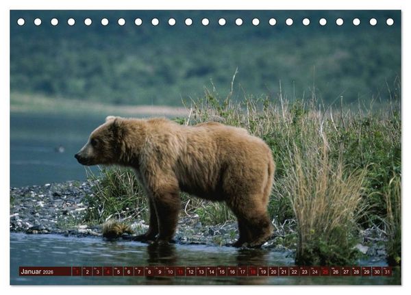 Produktbild: B&auml;ren. Unterwegs mit Meister Petz (Tischkalender 2026 DIN A5 quer), CALVENDO Monatskalender