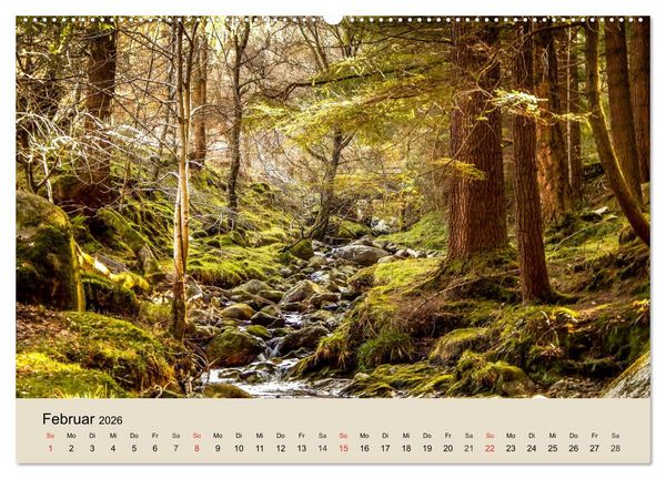 Produktbild: Der Wald. Durch zauberhafte Waldlandschaften (Wandkalender 2026 DIN A2 quer), CALVENDO Monatskalender