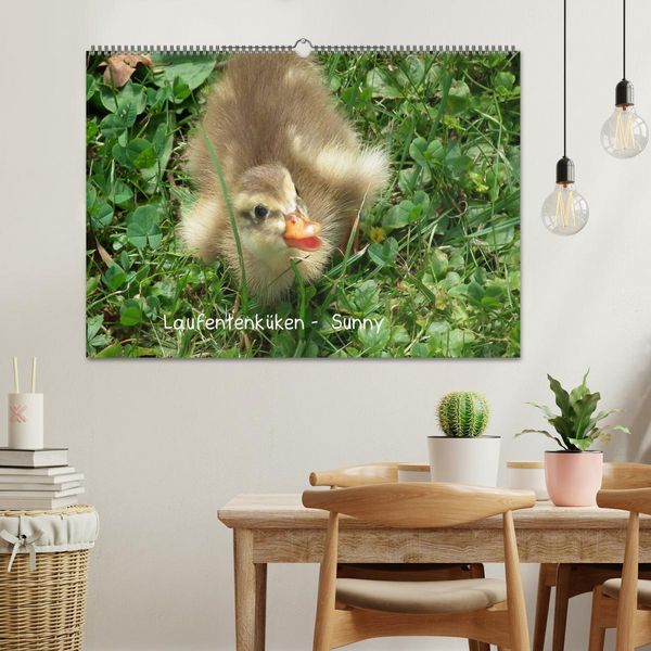 Produktbild: Laufentenk&uuml;ken - Sunny (Wandkalender 2026 DIN A2 quer), CALVENDO Monatskalender