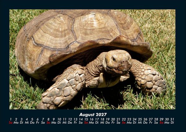 Produktbild: Schildkr&ouml;tenzauber 2027 Fotokalender DIN A4