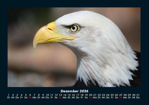 Produktbild: Adler 2026 Fotokalender DIN A4