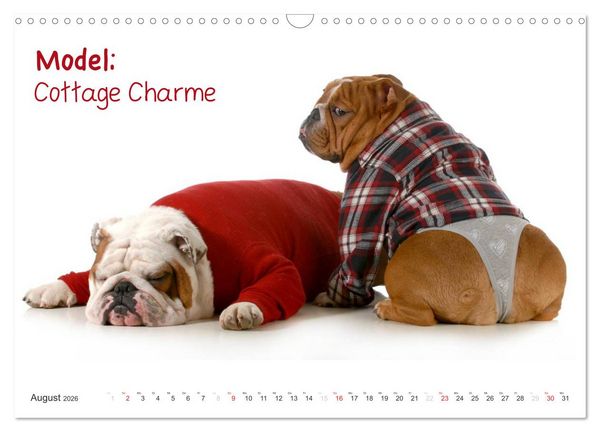 Produktbild: English Bulldog XXL Models (Wandkalender 2026 DIN A3 quer), CALVENDO Monatskalender