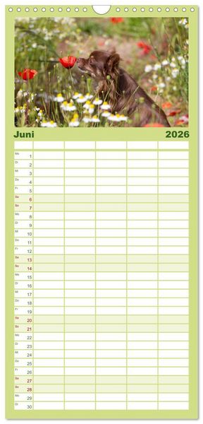 Produktbild: Familienplaner 2026 - Chihuahuas - kleine Herzensbrecher mit 5 Spalten (Wandkalender, 21 x 45 cm) CALVENDO