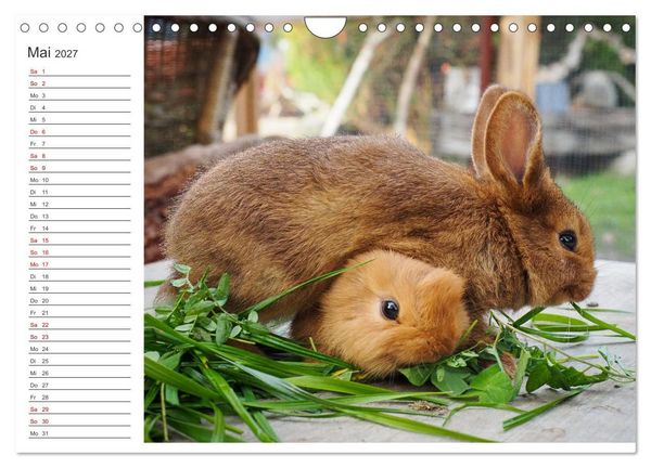 Produktbild: Eine gl&uuml;ckliche Kaninchenfamilie (Wandkalender 2027 DIN A4 quer), CALVENDO Monatskalender