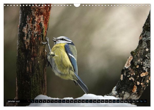 Produktbild: Mes anges bleus en &Icirc;le-de-France (Calendrier mural 2027 DIN A3 vertical), CALVENDO calendrier mensuel