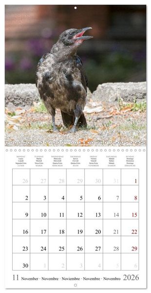 Produktbild: Crow Babies - Black, cute & always hungry (Wall Calendar 2026 12 &times; 12 Inch) CALVENDO 12 Month Wall Calendar