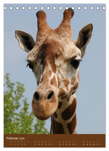 Produktbild: Giraffen (Tischkalender 2026 DIN A5 hoch), CALVENDO Monatskalender