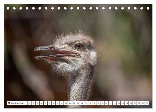 Produktbild: Wunderwelt der Tiere - S&uuml;dafrika (Tischkalender 2026 DIN A5 quer), CALVENDO Monatskalender