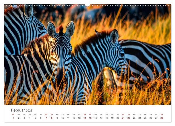 Produktbild: Kenia - Eine Safari durch unber&uuml;hrte Natur. (Wandkalender 2026 DIN A2 quer), CALVENDO Monatskalender