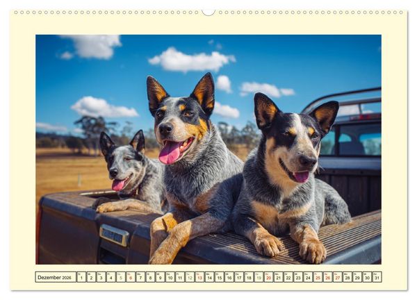 Produktbild: Australian Cattle Dogs. Echte Cowboys und Helden der Farm (hochwertiger Premium Wandkalender 2026 DIN A2 quer), Kunstdruck in Hochglanz