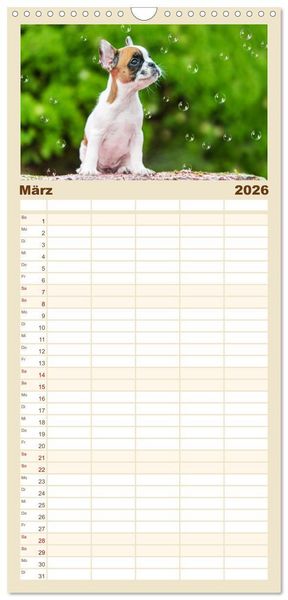 Produktbild: Familienplaner 2026 - Kleine Helden - Franz&ouml;sische Bulldoggen mit 5 Spalten (Wandkalender, 21 x 45 cm) CALVENDO