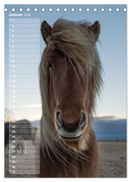 Produktbild: Mein ISLANDPFERDE Planer - Geburtstage, Hof-Feste, Turniere (Tischkalender 2026 DIN A5 hoch), CALVENDO Monatskalender