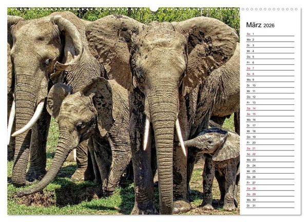 Produktbild: Elefanten . Wildlife in Kenia (hochwertiger Premium Wandkalender 2026 DIN A2 quer), Kunstdruck in Hochglanz