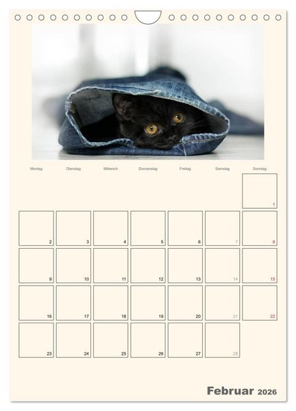 Produktbild: Schmusige Britisch Kurzhaar (Wandkalender 2026 DIN A4 hoch), CALVENDO Monatskalender