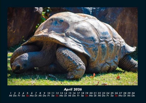 Produktbild: Schildkr&ouml;tenzauber 2026 Fotokalender DIN A4