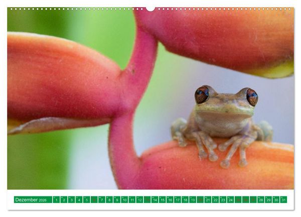 Produktbild: Farbige Fr&ouml;sche (hochwertiger Premium Wandkalender 2026 DIN A2 quer), Kunstdruck in Hochglanz
