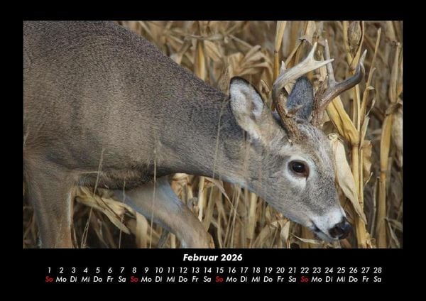 Produktbild: Waldbewohner 2026 Fotokalender DIN A3