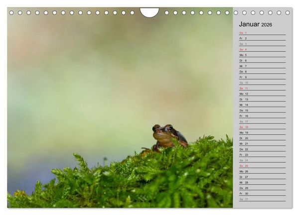Produktbild: Salamander und Co. (Wandkalender 2026 DIN A4 quer), CALVENDO Monatskalender